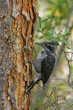 Three Toed Woodpecker on a tree, Nahanni National Park, Northwest Territories