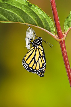 Monarch butterfly adult recently emerged from cocoon hangs onto empty chrysalis while pumping meconium from its abdomen into its newly forming wings. Summer, Nova Scotia. Series of 5 images.