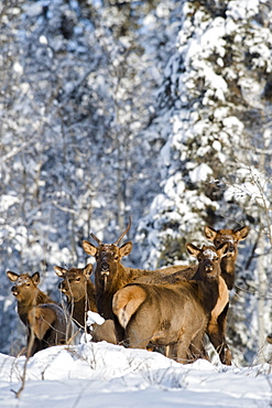 Group of Elk in winter, near Whitehorse, Yukon, Canada