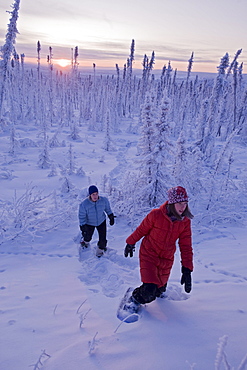 Mother and Daughter hiking in snowshoes through snow-covered forest, Dempster Highway, Yukon