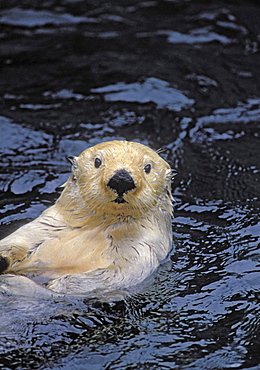 Tk0049, Thomas Kitchin; Sea Otter. Pacific Coast, North America. Enhydra Lutris.