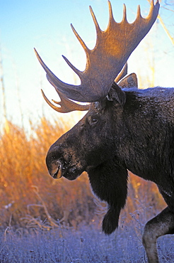 Tk0235, Thomas Kitchin; Bull Moose At Dawn. Autumn. Rocky Mountains. Alces Alces.