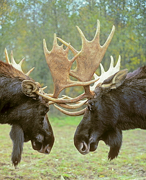 Tk0550, Thomas Kitchin; Moose - Dominance Display. Autumn Rut. Rocky Mountains. Alces Alces.