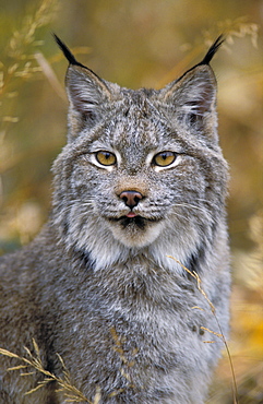 Tk0568, Thomas Kitchin; Lynx. Autumn. Rocky Mountains. North America. Felis Lynx Canadensis.