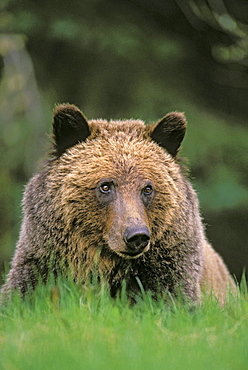 Tk0604, Thomas Kitchin; Grizzly Bear. Five-Year Old Male. Spring. Rocky Mountains. Ursus Arctos.