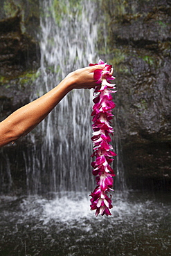 Hawaii, Oahu, Manoa Falls, Shot of a womans hands holding an orchid lei.