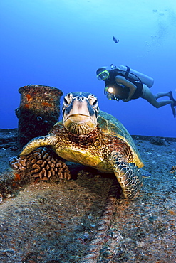 Hawaii, Oahu, Waikiki, Diver views a green sea turtle (Chelonia mydas) on the wreck of the YO-257