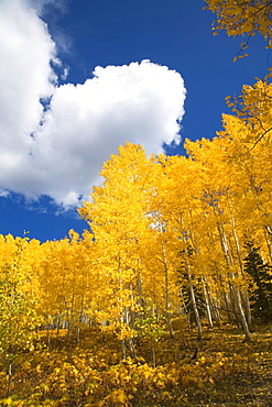 Colorado, Near Steamboat Springs, Buffalo Pass, Fall-colored aspens against blue sky.