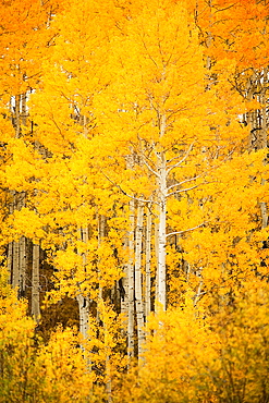 Colorado, Near Steamboat Springs, Buffalo Pass, Fall-colored aspen trees.