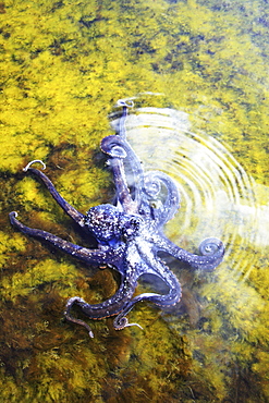 Hawaii, Day octopus (Octopus cyanea) sitting in shallow water.