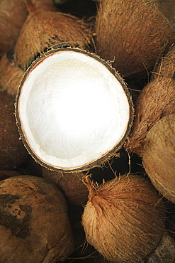 Hawaii, Oahu, A coconut in halves, white meaty fruit.