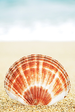 Hawaii, Oahu, Brown and white clam shell on sand.