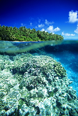 Micronesia, Pohnpei, Over/under view of hard coral reef and Ant Atoll.