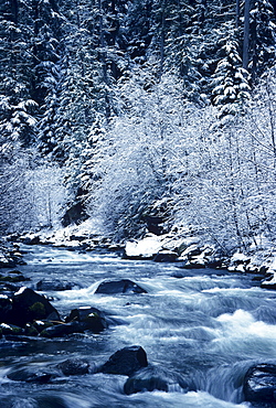 Oregon, Willamette National Forest, Salt Creek, Snowy trees.