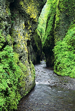 Oregon, Columbia River Gorge, Oneonta Creek and Gorge.