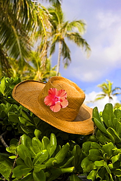 Hawaii, Oahu, Lanikai, Still life of straw hat with hibiscus.