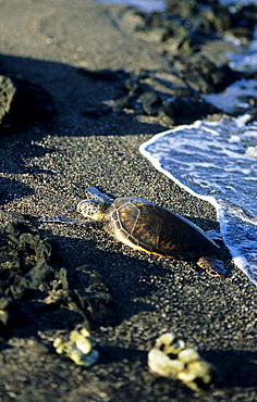 Hawaii, Big Island, Green Sea Turtle (Chelonia mydas) resting on sandy beach near ocean's edge.