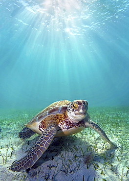 Hawaii, Green sea turtle (Chelonia mydas) an endangered species.