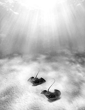 French Polynesia, Tahiti, Moorea, Two stingray in beautiful turquoise water.