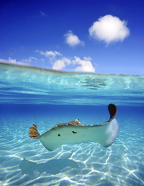 French Polynesia, Tahiti, Bora Bora, Stingray in beautiful turquoise water.