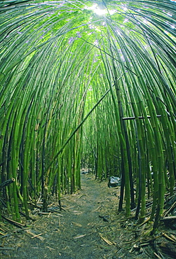 Hawaii, Maui, Bamboo Forest.