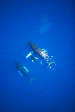 Hawaii, Maui, Aerial view of Humpback Whales.