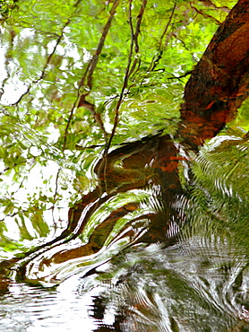 Water Abstract 23, Massachusetts, Seekonk, Caratunk Wildlife Refuge, Ripples and reflections on water surface.