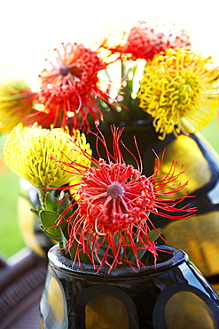 Hawaii, Pincushion protea flower arrangement.