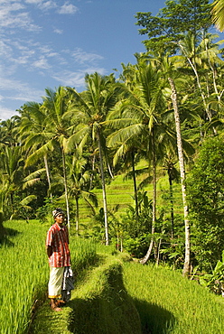 Indonesia, Bali, Rice paddies, Worker in foreground.