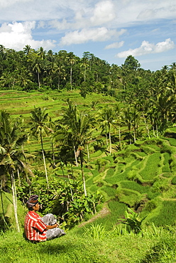 Indonesia, Bali, Rice paddies, Worker in foreground.