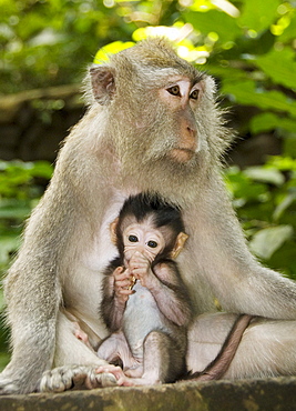 Indonesia, Bali, Ubud, Macaque monkey with baby.