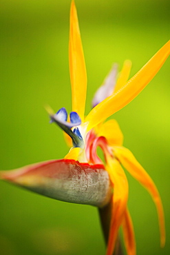 Hawaii, Maui, Bird of Paradise blossom.