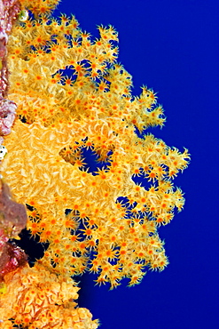 Micronesia, Yap, Soft Alcyonarian coral (Dendronephthya sp) illuminated in ocean.