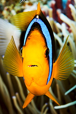 Micronesia, Yap, Clark's anemonefish (Amphiprion clarkii).