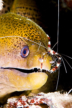 Micronesia, Yap, Banded box shrimp (Stenopus hispidus) on nose of Giant moray eel (Gymnothorax breedeni)