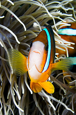 Indonesia, Clark's anemonefish (Amphiprion clarkii) and sea anemone.