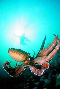 Canada, British Columbia, Giant pacific octopus with diver viewing down.