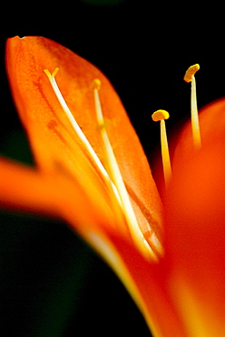 Extreme close-up of orange Day Lily petals.