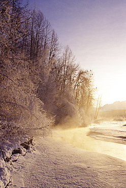 Alaska, Haines Bald Eagle Preserve, Bald eagles in trees along snowy Chilkat River.