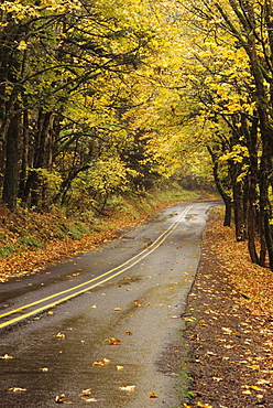 Oregon, Columbia River Gorge National Scenic Area, Road through colorful fall trees.