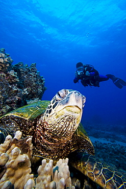 Hawaii, An endangered species, green sea turtles (Chelonia mydas) are a common sight in these waters.