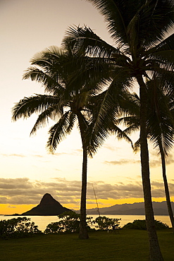 Hawaii, Oahu, Silhouette of palm tree and Mokoliʻi Island.