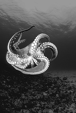 Hawaii, Day Octopus (Octopus cyanea), View of curling legs from underside (Black and white photograph).