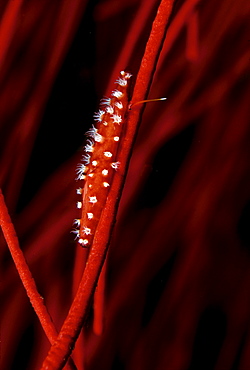 Fiji, Allied cowry (Aclyvolva lanceolata) on whip coral.