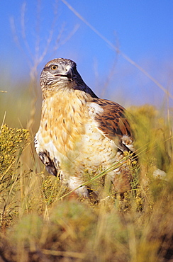 Colorado, closeup of a feruginous hawk (Buteo regalis) in field of dry grass.