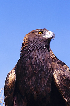 Golden eagle (Aquila chrysaetos) against blue sky.