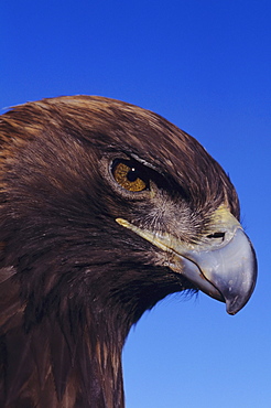 Portrait of a golden eagle (Aquila chrysaetos)