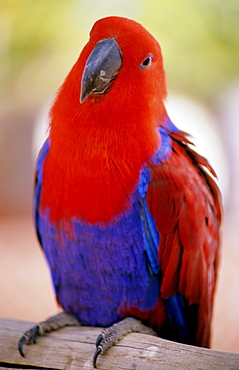 Closeup of a colorful macaw, red and blue feathers.