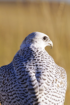 Closeup view of the back of a gyrfalcon in the white color phase.