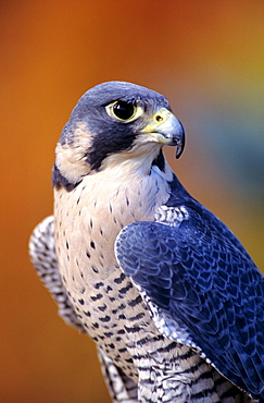 Closeup of an adult male peregrine falcon.